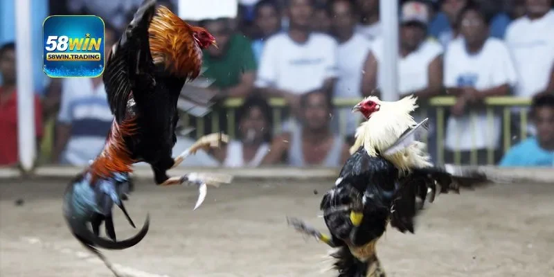 Phương pháp chọn gà đá tại nhà cái dễ dàng